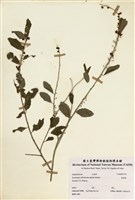 藏品(白飯樹)的圖片
